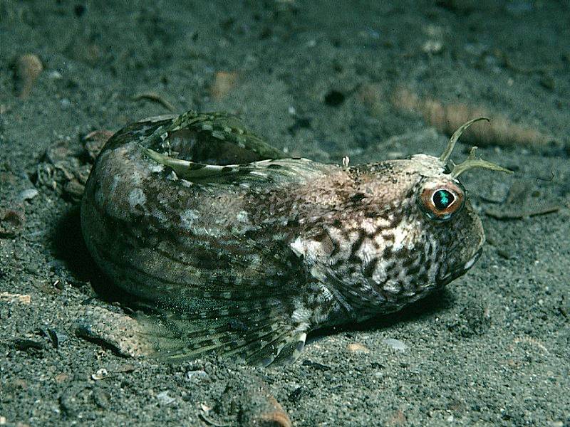 Blennius ocellaris (Bavosa occhiuta)